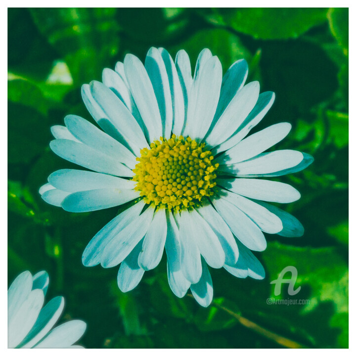Photographie intitulée "Daisy." par Nicolas-Monk.Gd, Œuvre d'art originale, Photographie numérique