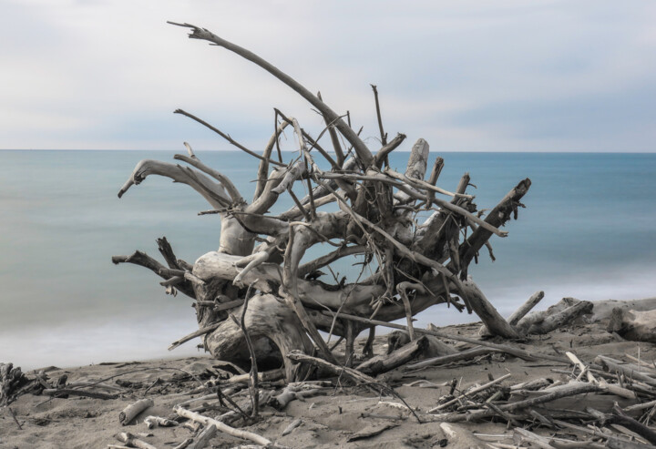 Photographie intitulée "Bois flotté III" par Nicolas Sorel, Œuvre d'art originale, Photographie non manipulée