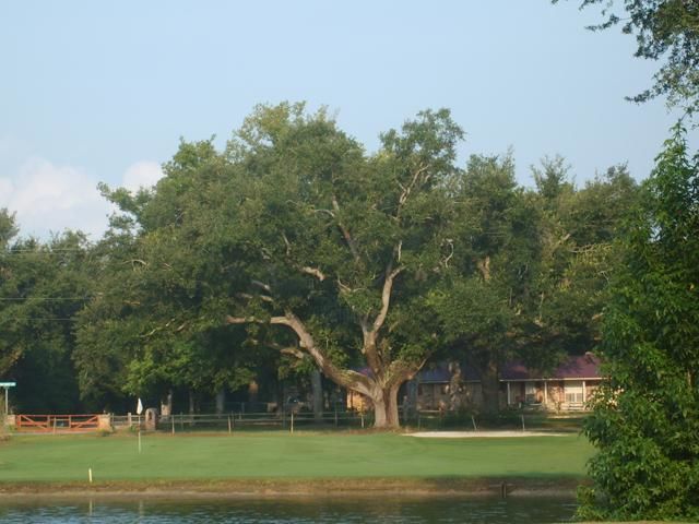 Photography titled "Majestic Oak" by Nicole Tidmore, Original Artwork