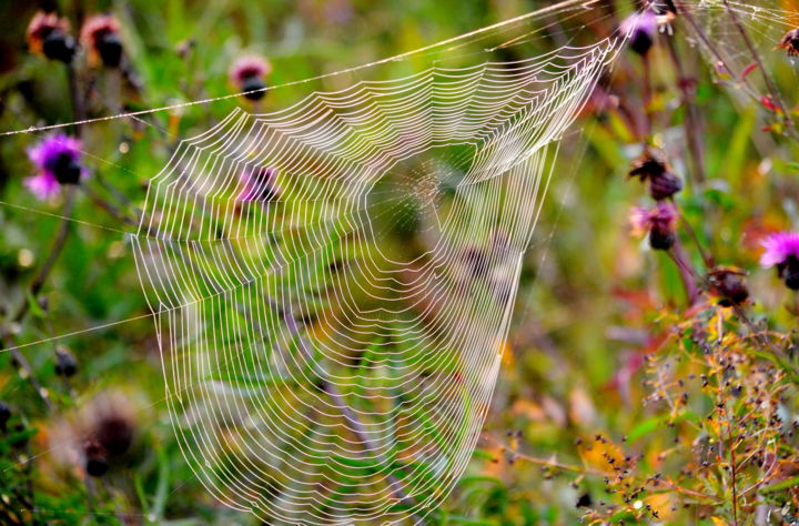 Ловчая сеть паука. Ловчая сеть паука крестовика. Ловчая сеть паука охотника. Паутинная сеть паука. Паук на паутине.