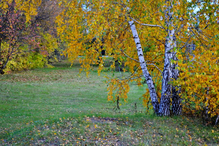 Photography titled "Березки" by Nikolai Matiushenkov, Original Artwork