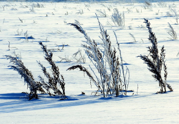 Photography titled "Степь зимой" by Nikolai Matiushenkov, Original Artwork