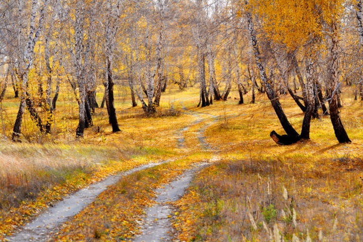 Photographie intitulée "Осень в березовой р…" par Nikolai Matiushenkov, Œuvre d'art originale