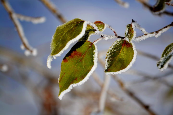 Photographie intitulée "Замерзшие листья" par Nikolai Matiushenkov, Œuvre d'art originale