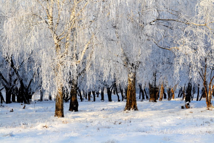 "В городском парке" başlıklı Fotoğraf Николай Матюшенков tarafından, Orijinal sanat