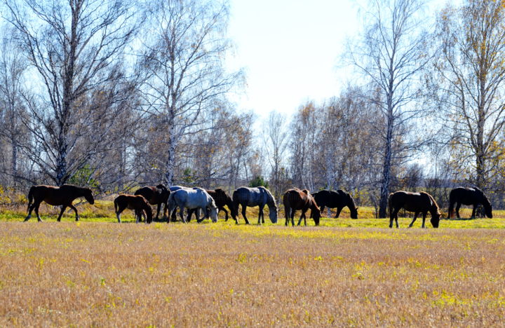 Photography titled "Табун на выпасе" by Nikolai Matiushenkov, Original Artwork