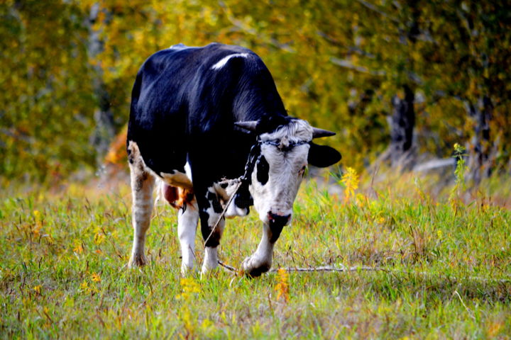 Фотография под названием "Деревенский бык" - Николай Матюшенков, Подлинное произведение искусства, Цифровая фотография