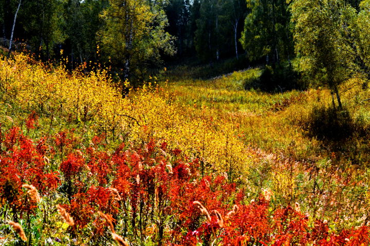 Фотография под названием "Осенью в логу" - Николай Матюшенков, Подлинное произведение искусства, Цифровая фотография