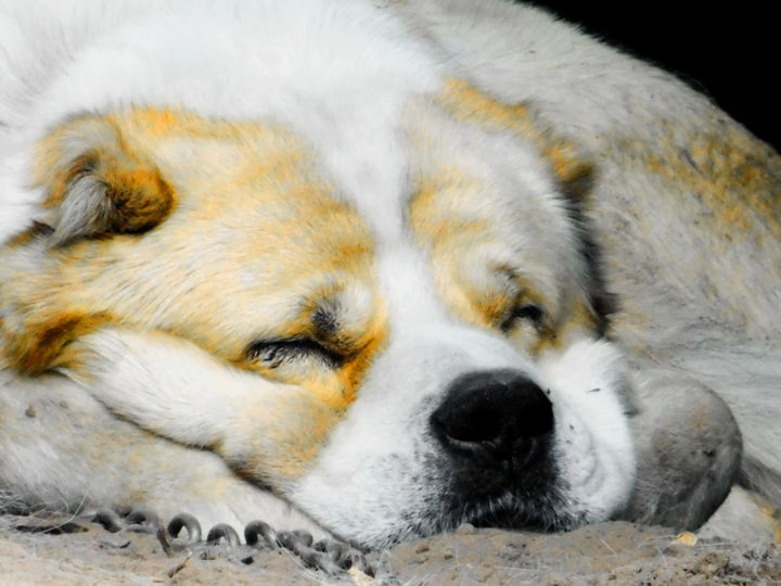 Фотография под названием "Старый пес" - Николай Матюшенков, Подлинное произведение искусства, Цифровая фотография