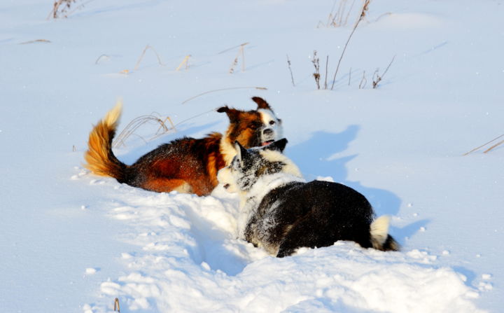 Фотография под названием "Собачьи игры" - Николай Матюшенков, Подлинное произведение искусства, Цифровая фотография