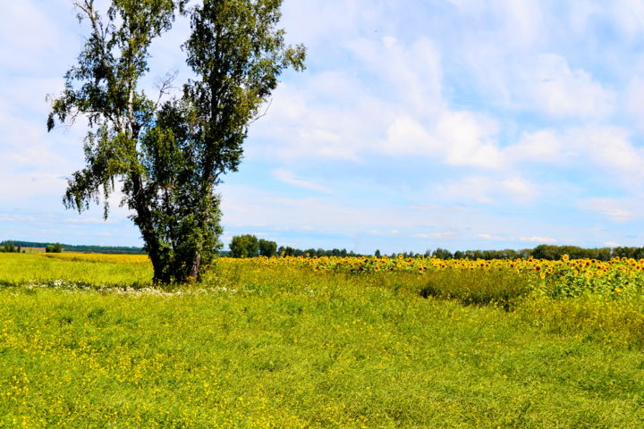 Фотография под названием "Степное сельское хо…" - Николай Матюшенков, Подлинное произведение искусства, Цифровая фотография