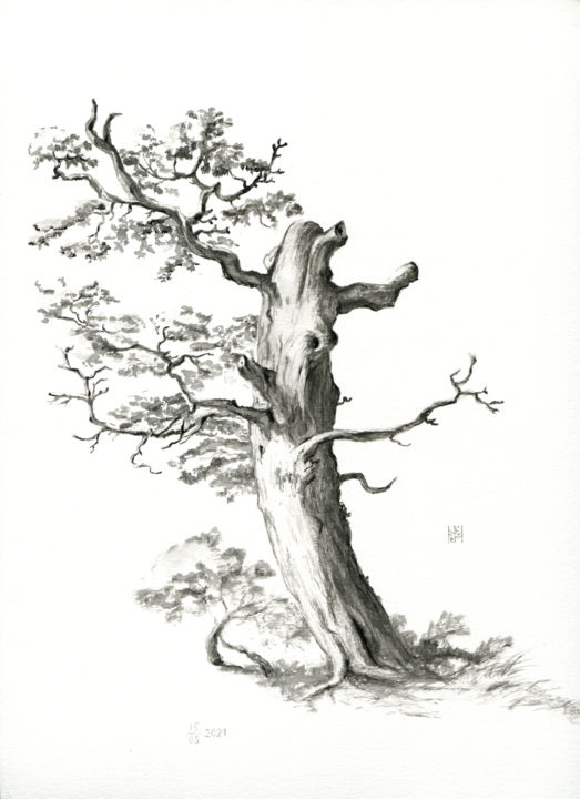 Drawing titled "Old tree study" by Ekaterina Nikidis, Original Artwork, Ink