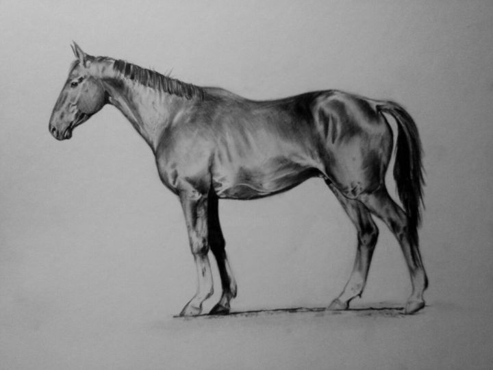 Drawing titled "Horse see" by Nikoliia Gribko, Original Artwork, Pencil