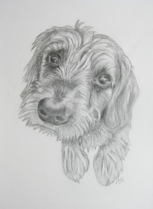 Dessin intitulée "Ein Hund" par Nina Boos, Œuvre d'art originale, Crayon