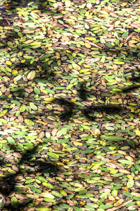 Fotografia intitulada "mar de folhas." por Nino Rocha Fotografia, Obras de arte originais, Fotografia digital