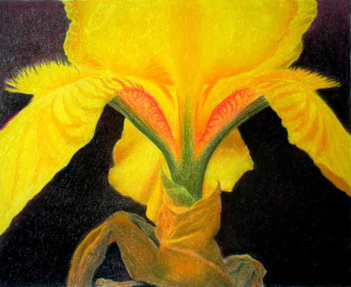 Drawing titled "PORTRAIT OF AN IRIS…" by Nives Palmić, Original Artwork, Pastel