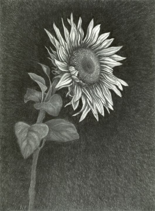 Zeichnungen mit dem Titel "JUST A SUNFLOWER" von Nives Palmić, Original-Kunstwerk, Kohle