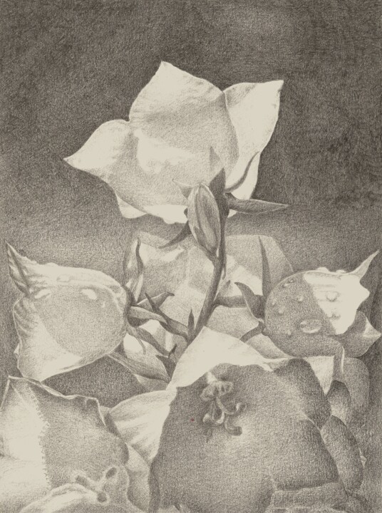 Dessin intitulée "WHITE BLOSSOM III" par Nives Palmić, Œuvre d'art originale, Graphite