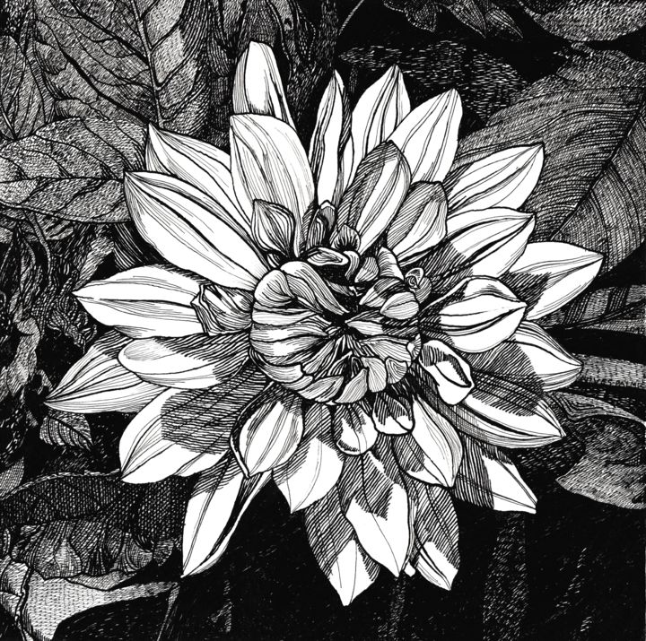 Drawing titled "SHINY DAHLIA" by Nives Palmić, Original Artwork, Ink