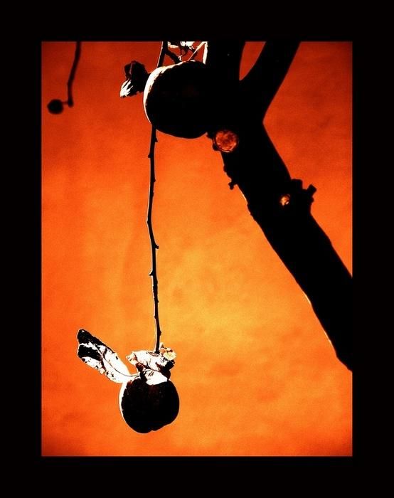 Fotografie mit dem Titel "orange revolution -…" von Tomasz Niziołek, Original-Kunstwerk