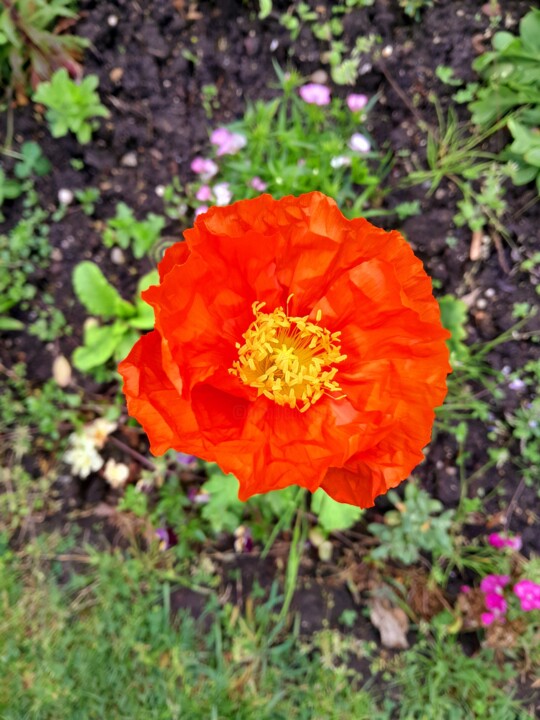"Orange flower" başlıklı Fotoğraf Njphotography tarafından, Orijinal sanat, Dijital Fotoğrafçılık