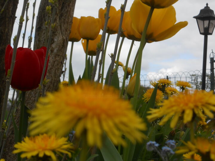 Photographie intitulée "Hello flowers" par W-Dagrou, Œuvre d'art originale