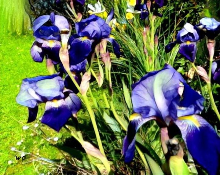Digital Arts titled "garden iris" by W-Dagrou, Original Artwork, Digital Painting