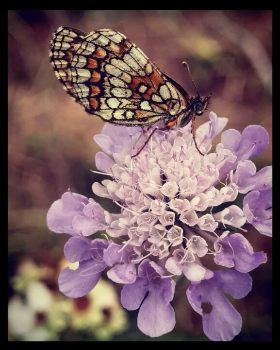 Fotografie getiteld "Butterfly" door Noe Lami, Origineel Kunstwerk, Digitale fotografie