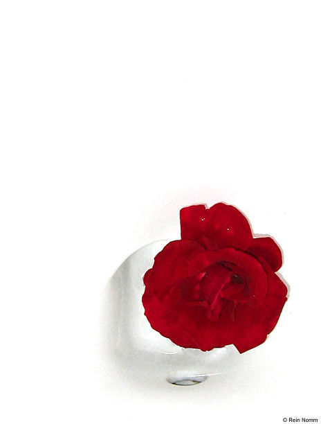 Fotografía titulada "Rose in Porcelin Bo…" por Rein Nomm, Obra de arte original
