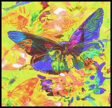 Φωτογραφία με τίτλο "Papillons superposes" από Nor-Eddine Zerouali, Αυθεντικά έργα τέχνης, Χειρισμένη φωτογραφία