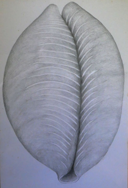 Drawing titled "female shell" by Norachai, Original Artwork, Pencil