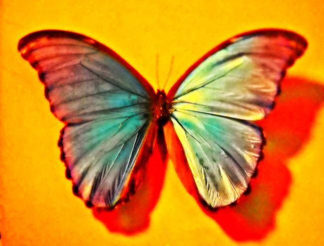 Fotografia intitolato "Butterfly Effect" da Melissa Fontenette-Mitchell, Opera d'arte originale