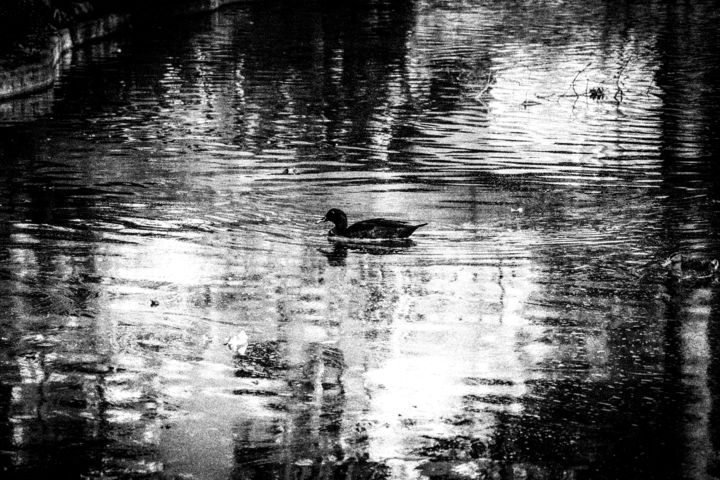 Fotografie mit dem Titel "duckalone..." von Walkingsea, Original-Kunstwerk