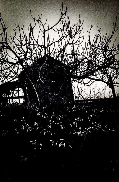 Fotografia zatytułowany „The fig tree II” autorstwa Walkingsea, Oryginalna praca