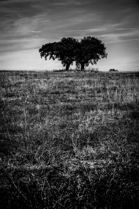 「cork oak trees brot…」というタイトルの写真撮影 Walkingseaによって, オリジナルのアートワーク