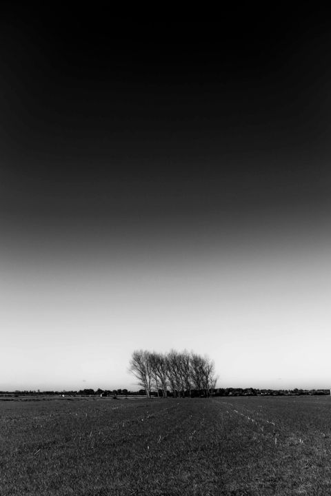 Fotografie mit dem Titel "minimalist trees..." von Walkingsea, Original-Kunstwerk