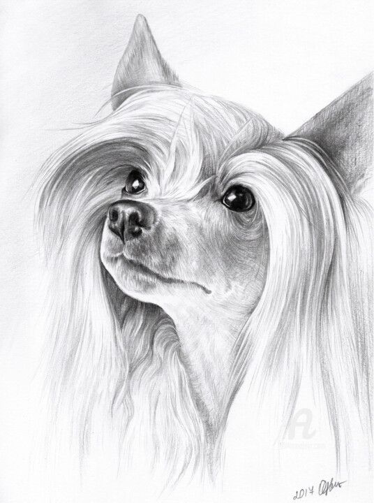 Dessin intitulée "Chinese crested dog" par Olga Tsvetkova, Œuvre d'art originale, Crayon