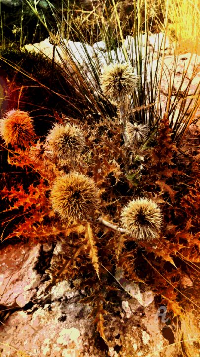 Photography titled "AUTUMN THISTLE" by Grafi, Original Artwork
