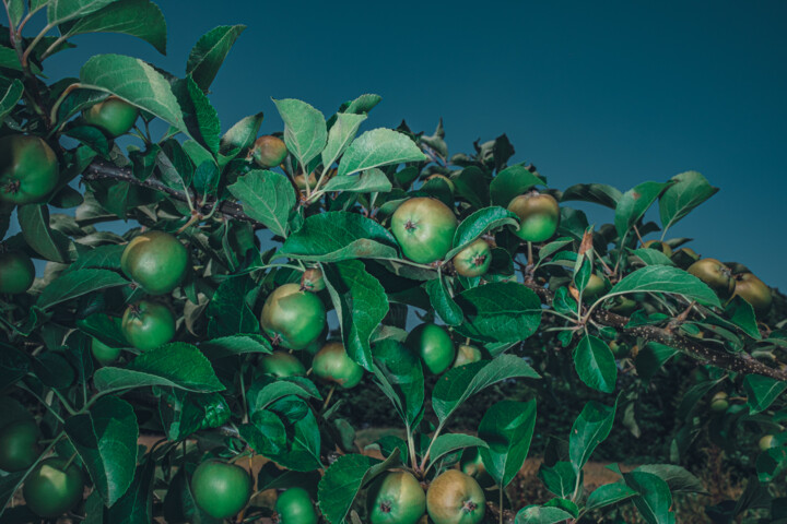 Fotografie mit dem Titel "Paradise Apples" von Oana Bakovic, Original-Kunstwerk, Digitale Fotografie