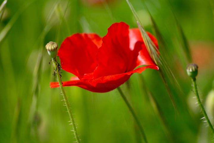 Photographie intitulée "fleur rouge" par Anthony Hochet, Œuvre d'art originale