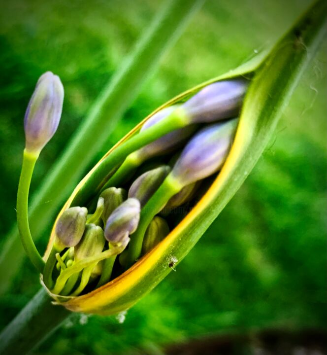 Photography titled "Spring" by Anthony Hochet, Original Artwork, Digital Photography
