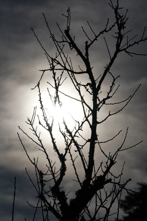 Photographie intitulée "winter's sun" par Anthony Hochet, Œuvre d'art originale, Photographie numérique