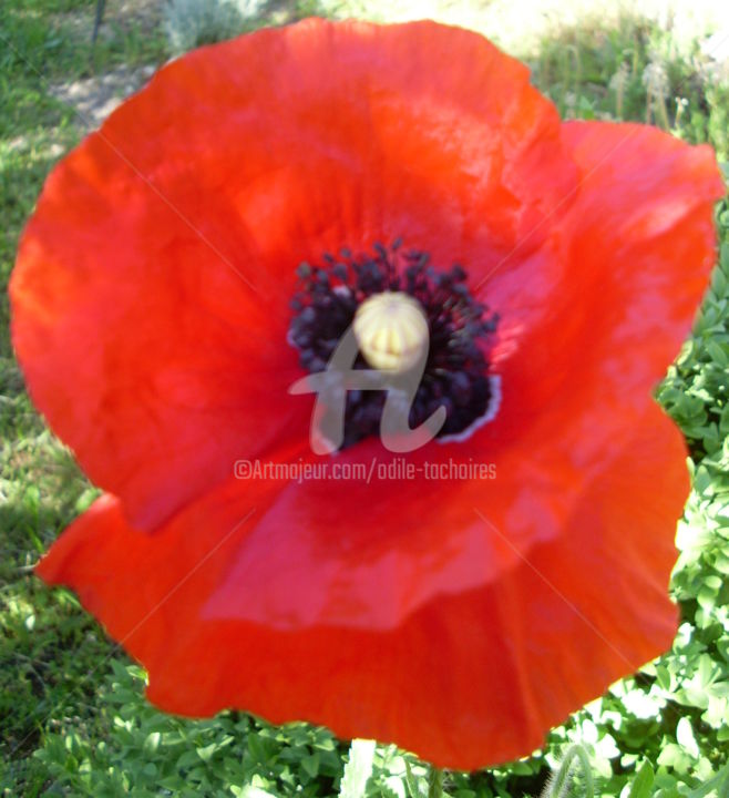 Photography titled "joli coquelicot du…" by Odile Tachoires, Original Artwork