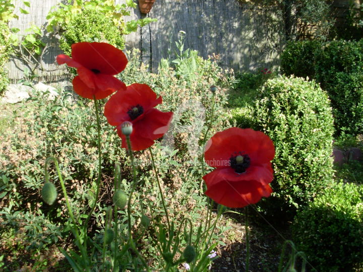 Photography titled "joli coquelicot du…" by Odile Tachoires, Original Artwork