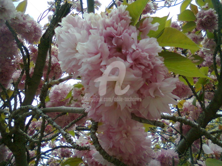 Fotografía titulada "le printemps est re…" por Odile Tachoires, Obra de arte original