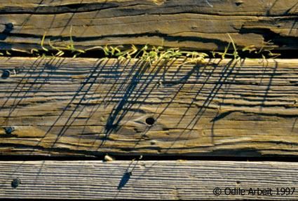 Photography titled "Planches sur Monola…" by Odile, Original Artwork