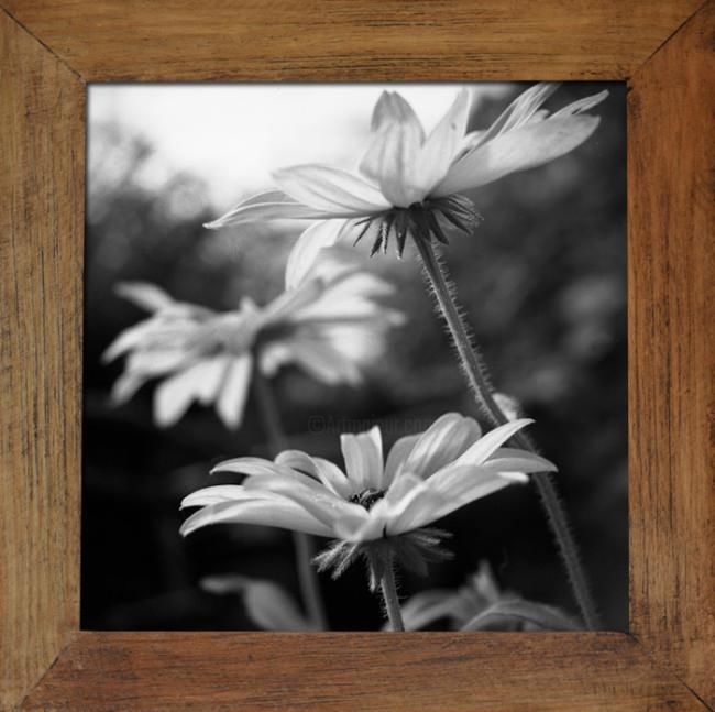 Photography titled "Rudbeckia L." by Oeildepierre, Original Artwork