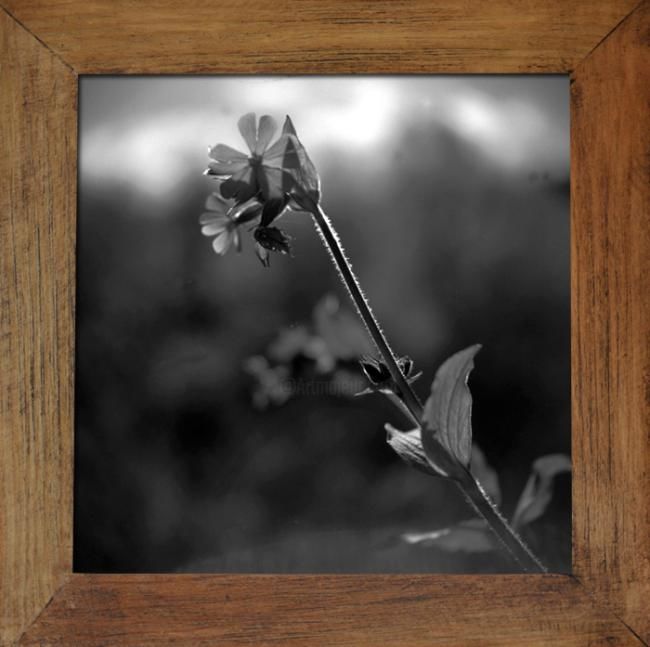 Photography titled "Silene dioica L." by Oeildepierre, Original Artwork