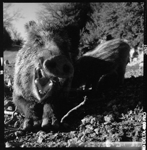 Fotografia intitulada "Rire du sanglier" por Oeildepierre, Obras de arte originais