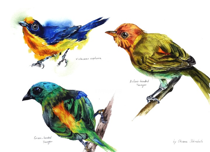 Painting titled "Colorful birds" by Oksana Shkrebets, Original Artwork, Watercolor